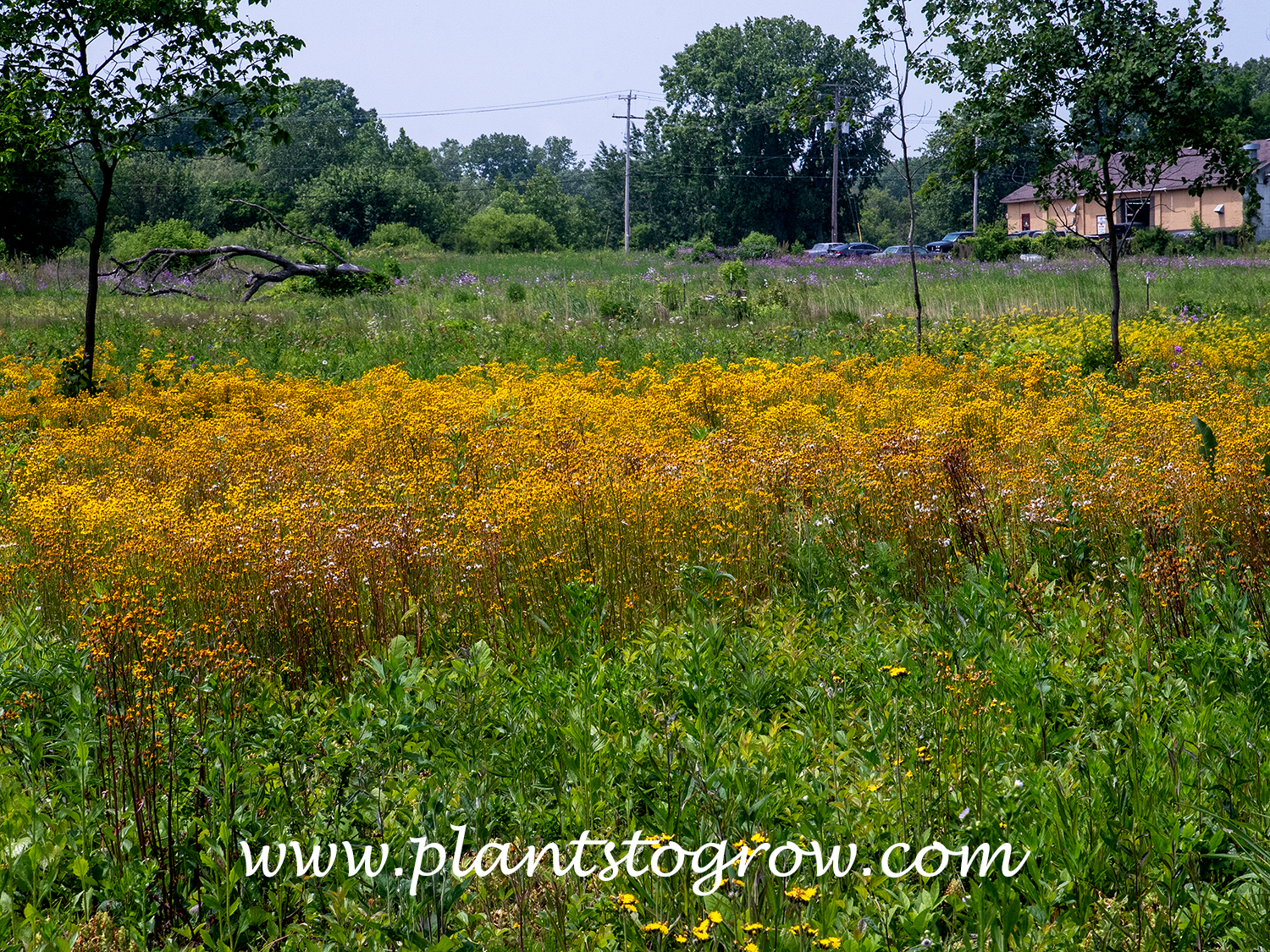 Golden Ragwort (Packera aurea)